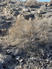 Ephedra nevadensis