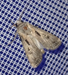 Agrotis