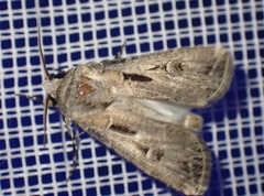 Agrotis