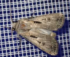 Agrotis