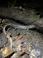 Ambystoma jeffersonianum