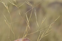 Aristida diffusa