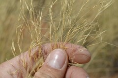 Aristida diffusa