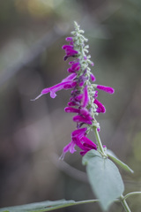 Salvia iodantha