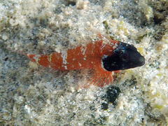 Enneapterygius larsonae