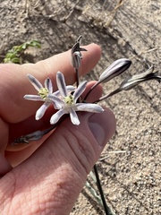 Androstephium breviflorum
