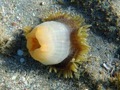 Heteractis