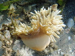 Heteractis
