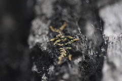 Venturiella sinensis