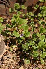 Glechoma hederacea