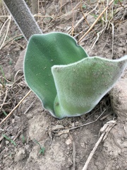 Haemanthus humilis hirsutus