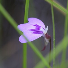 Utricularia leptorhyncha