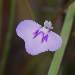 Utricularia leptorhyncha