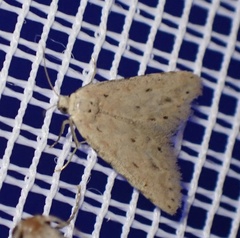 Pseudcraspedia punctata