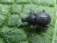 Otiorhynchus pinastri