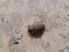 Gonocephalum reticulatum