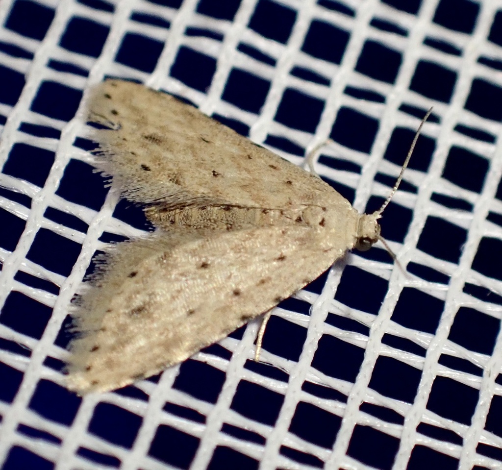 Pseudcraspedia punctata