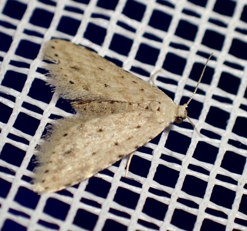Pseudcraspedia punctata
