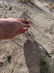 Androstephium breviflorum