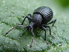 Otiorhynchus pinastri