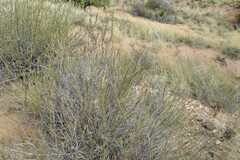 Tetraena retrofracta