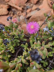 Smicrostigma viride