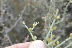 Tetraena retrofracta