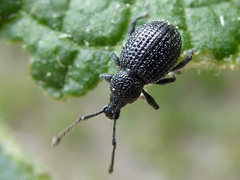 Otiorhynchus pinastri