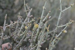 Tetraena retrofracta