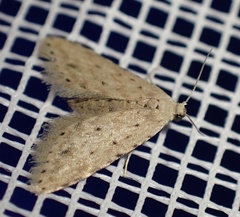 Pseudcraspedia punctata