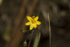 Sisyrinchium cernuum