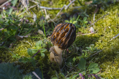 Morchella semilibera