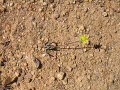 Gymnodiscus linearifolia