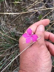 Dianthus mooiensis