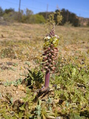 Lachenalia mutabilis