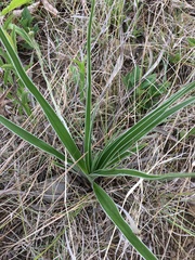 Hypoxis obtusa