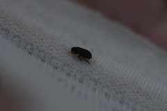 Aphodius