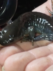 Ambystoma jeffersonianum