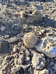 Escobaria chlorantha