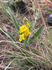 Hypoxis obtusa