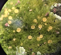 Coenogonium implexum