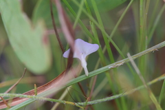 Utricularia leptorhyncha