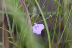 Utricularia leptorhyncha