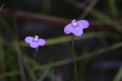 Utricularia leptorhyncha