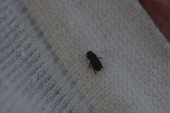 Aphodius