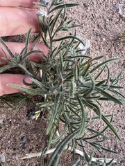 Johnstonella angustifolia