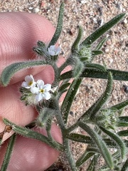Johnstonella angustifolia