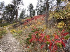 Toxicodendron rydbergii