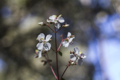 Heterocentron subtriplinervium