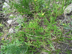 Potentilla flagellaris